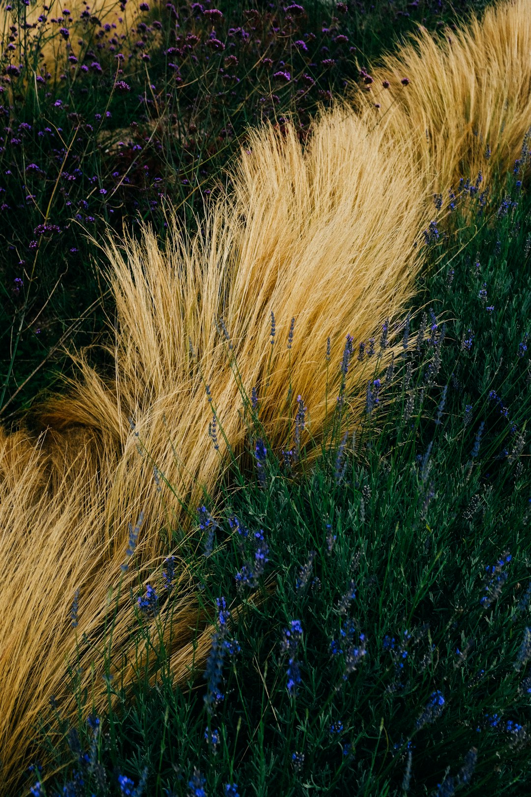 brown grass on green grass field