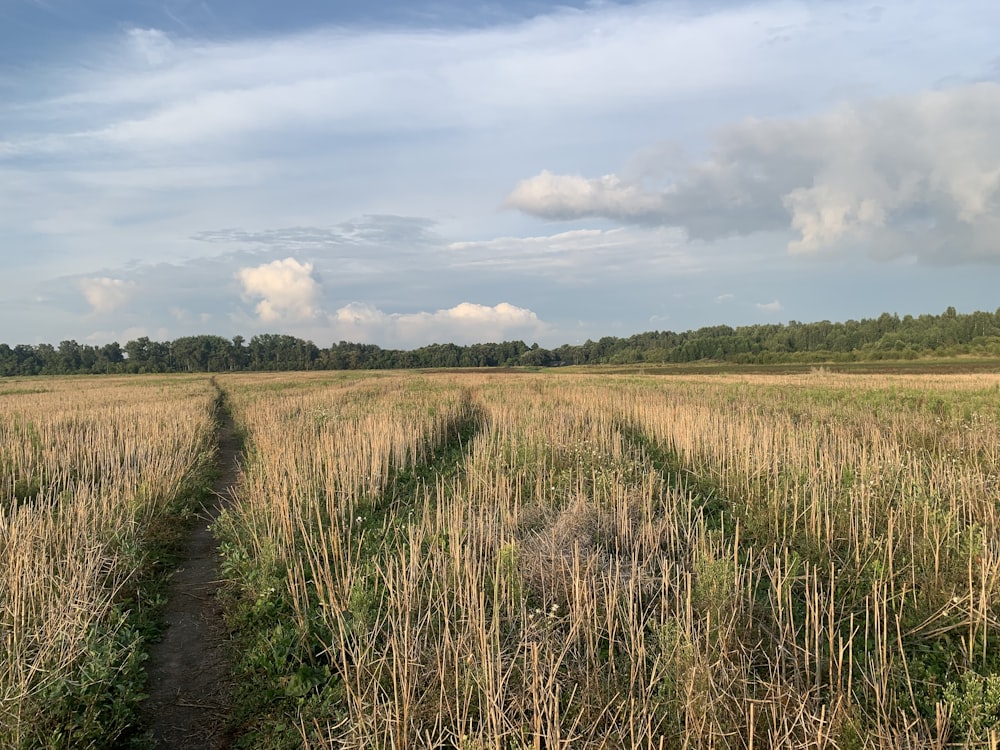 green grass field under cloudy sky during daytime