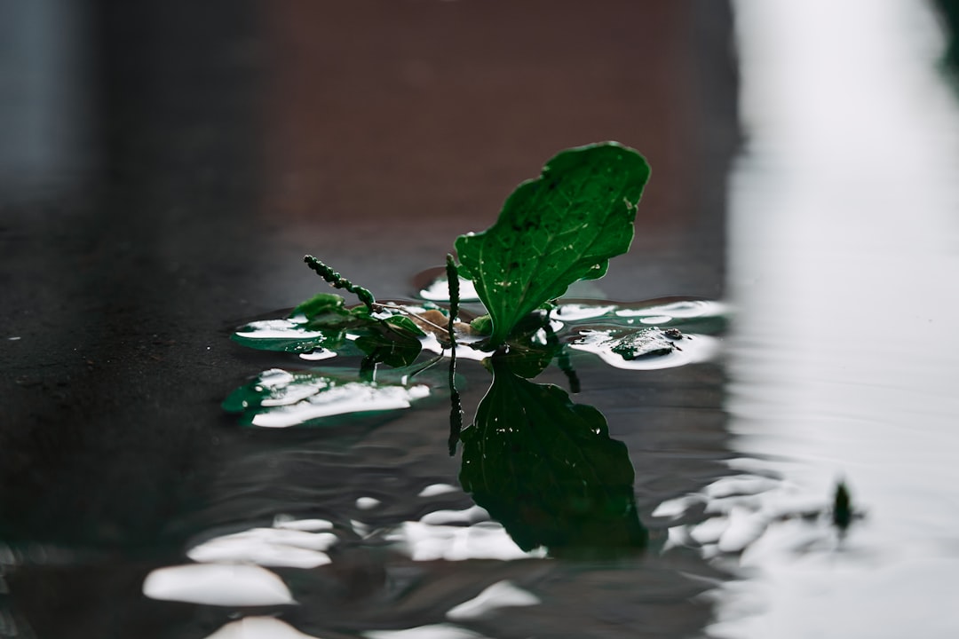 green leaf on water during daytime