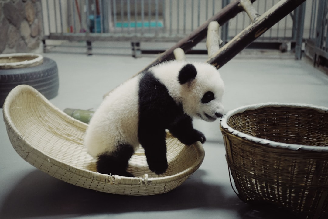 panda bear on brown wooden basket