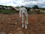 A young white goat stands on a rocky, reddish-brown terrain with a herd of goats grazing in the background. The sky is partly cloudy, with patches of bright blue and white clouds, and there are green shrubs and trees in the distance.