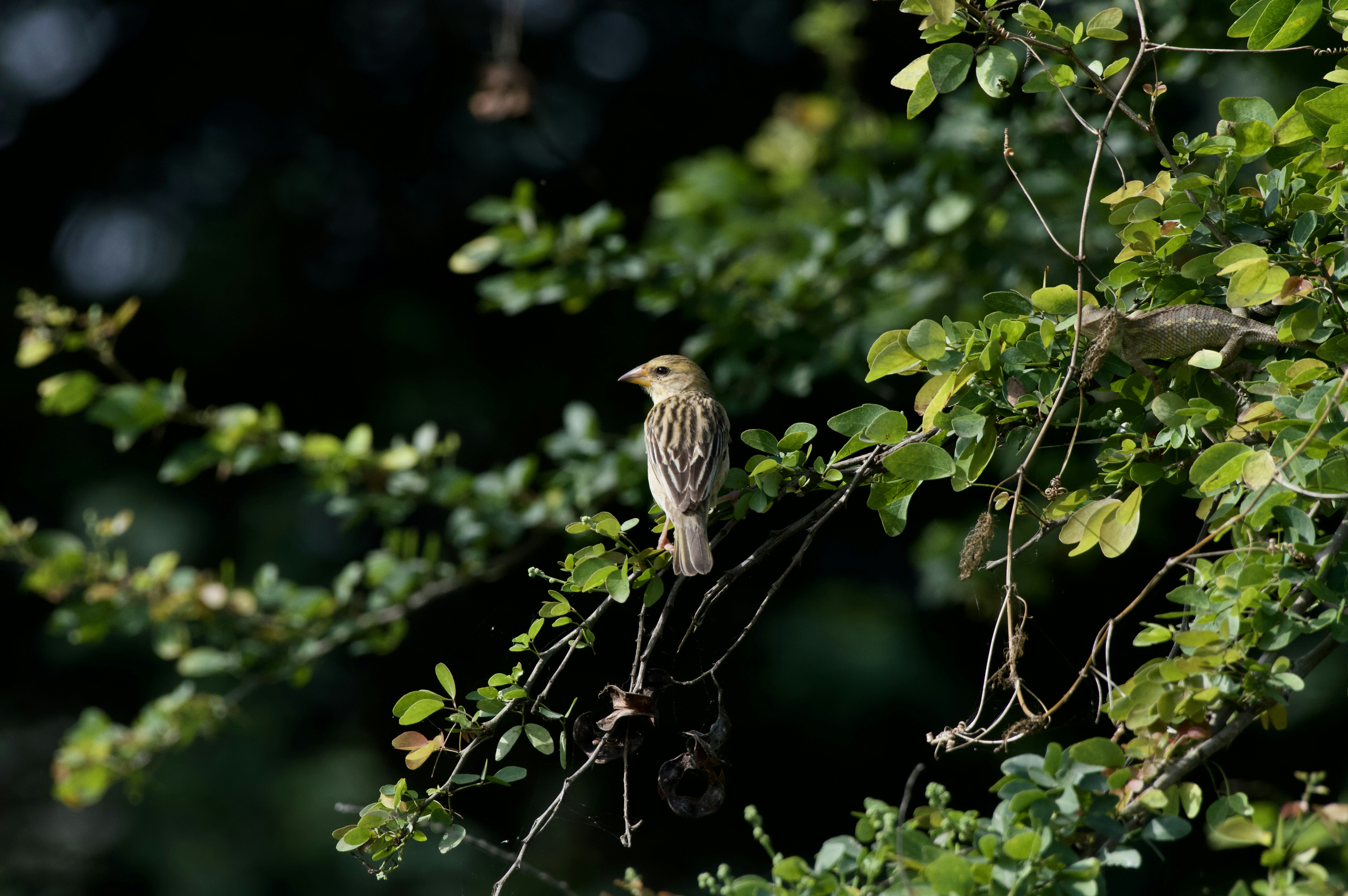 Photo by rohan1248
