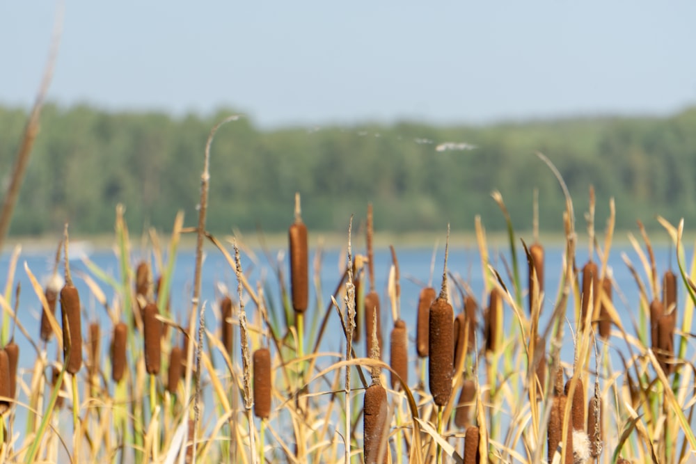 brown wheat field during daytime