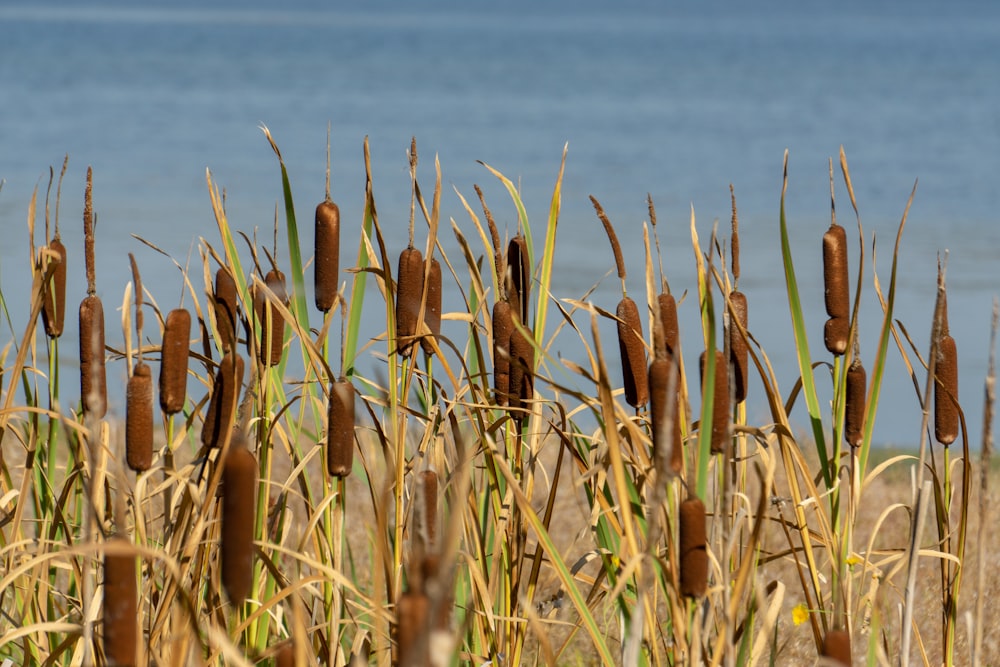 herbe brune près du plan d’eau pendant la journée