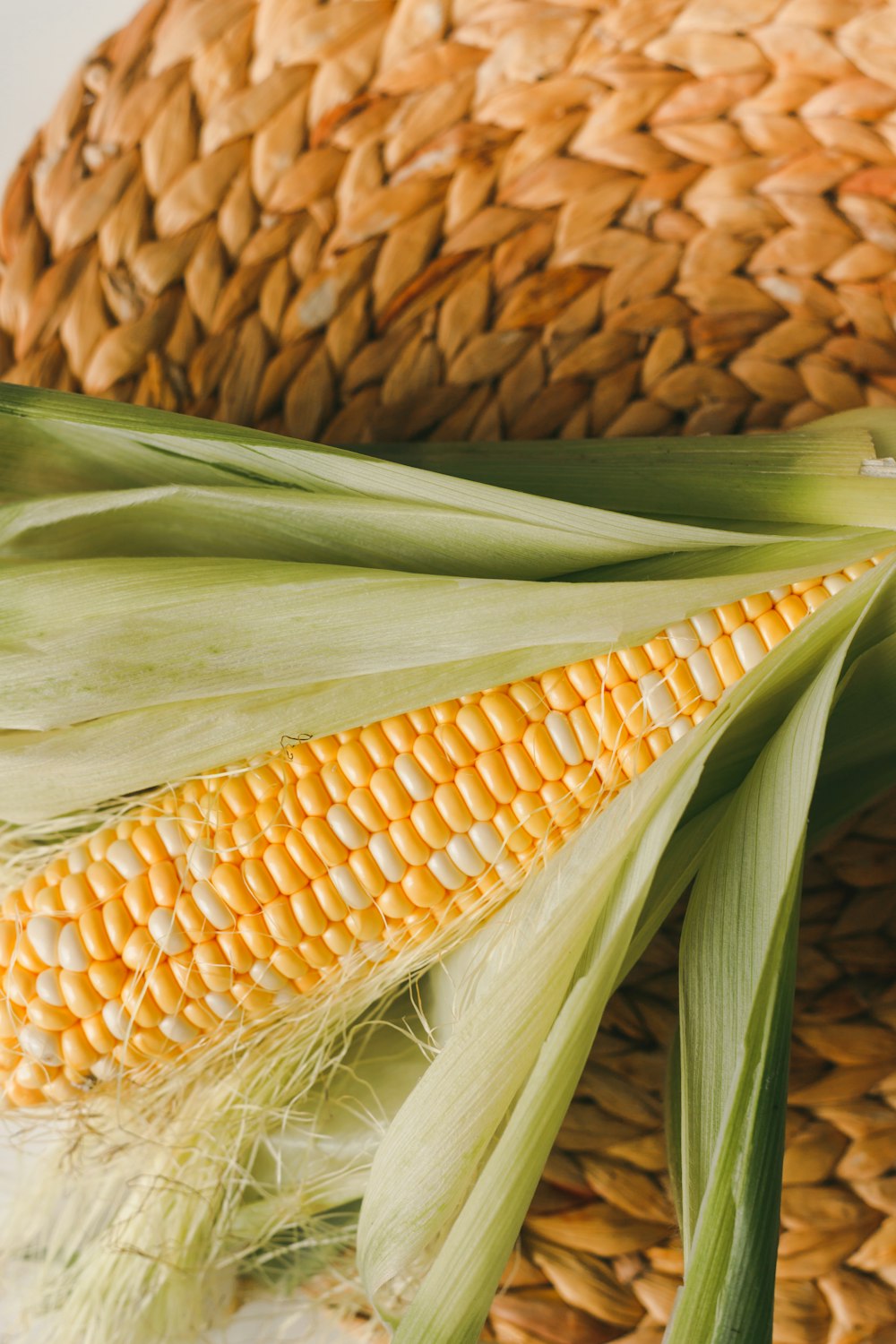 corn plant in close up photography