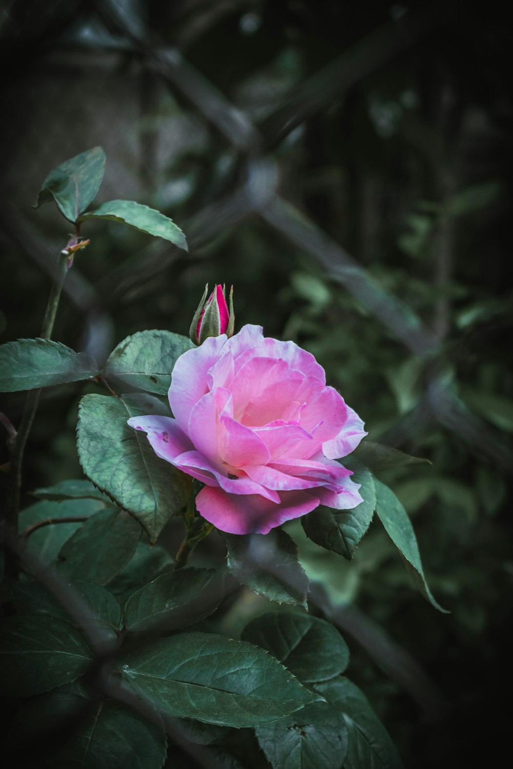 pink flower in tilt shift lens