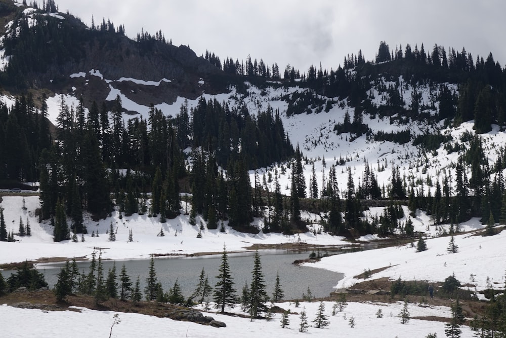 green pine trees on snow covered ground during daytime