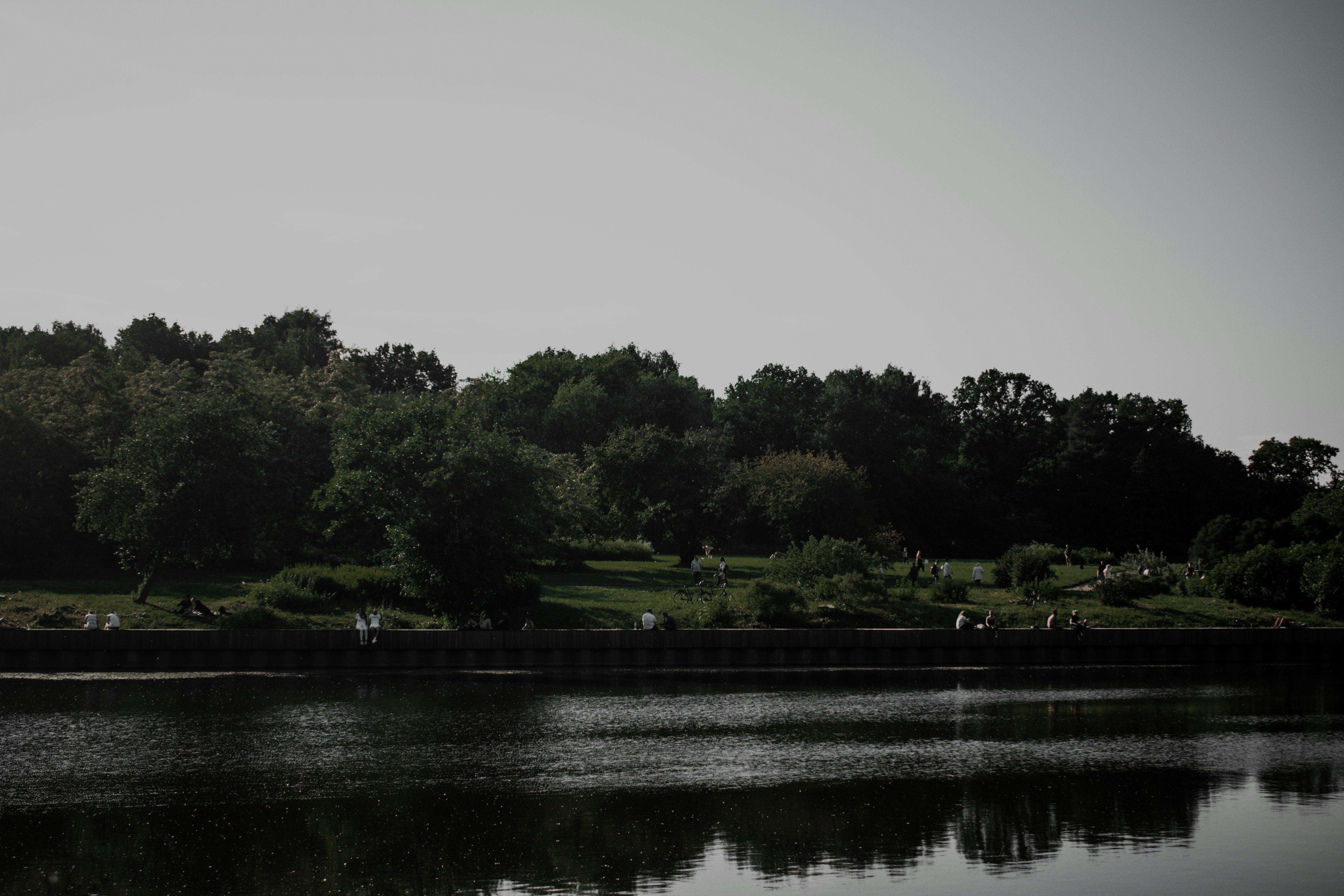 green trees beside river during daytime