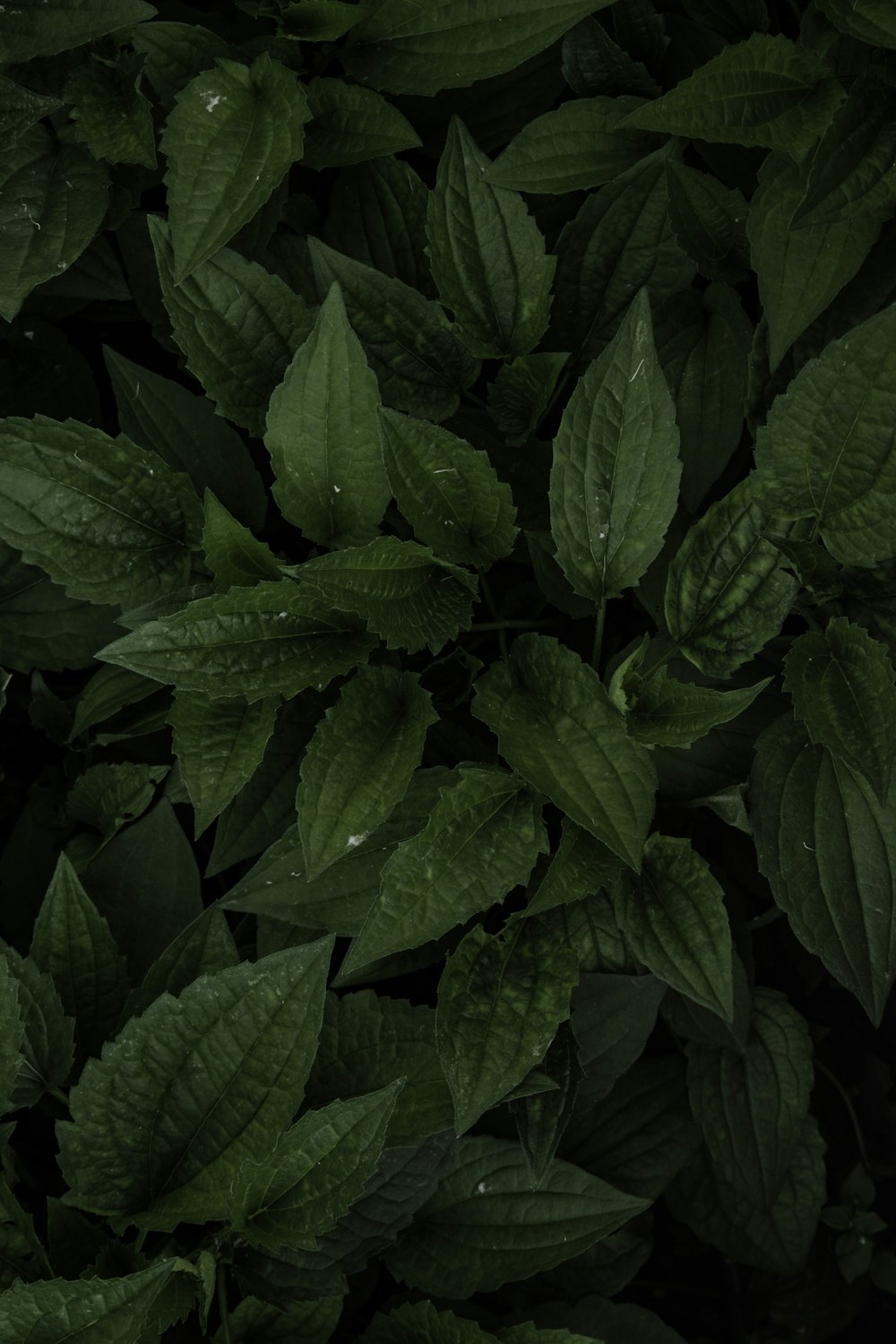 green leaves in close up photography