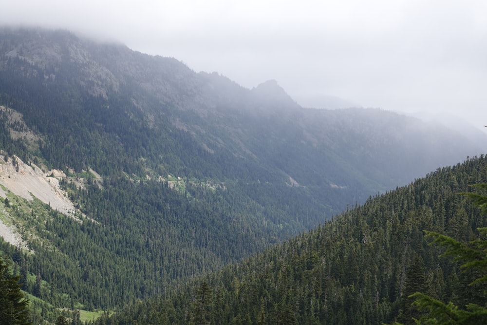 green trees on mountain during daytime