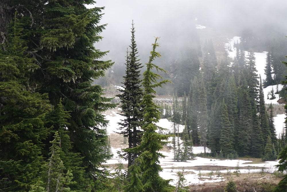 green pine trees on snow covered ground during daytime