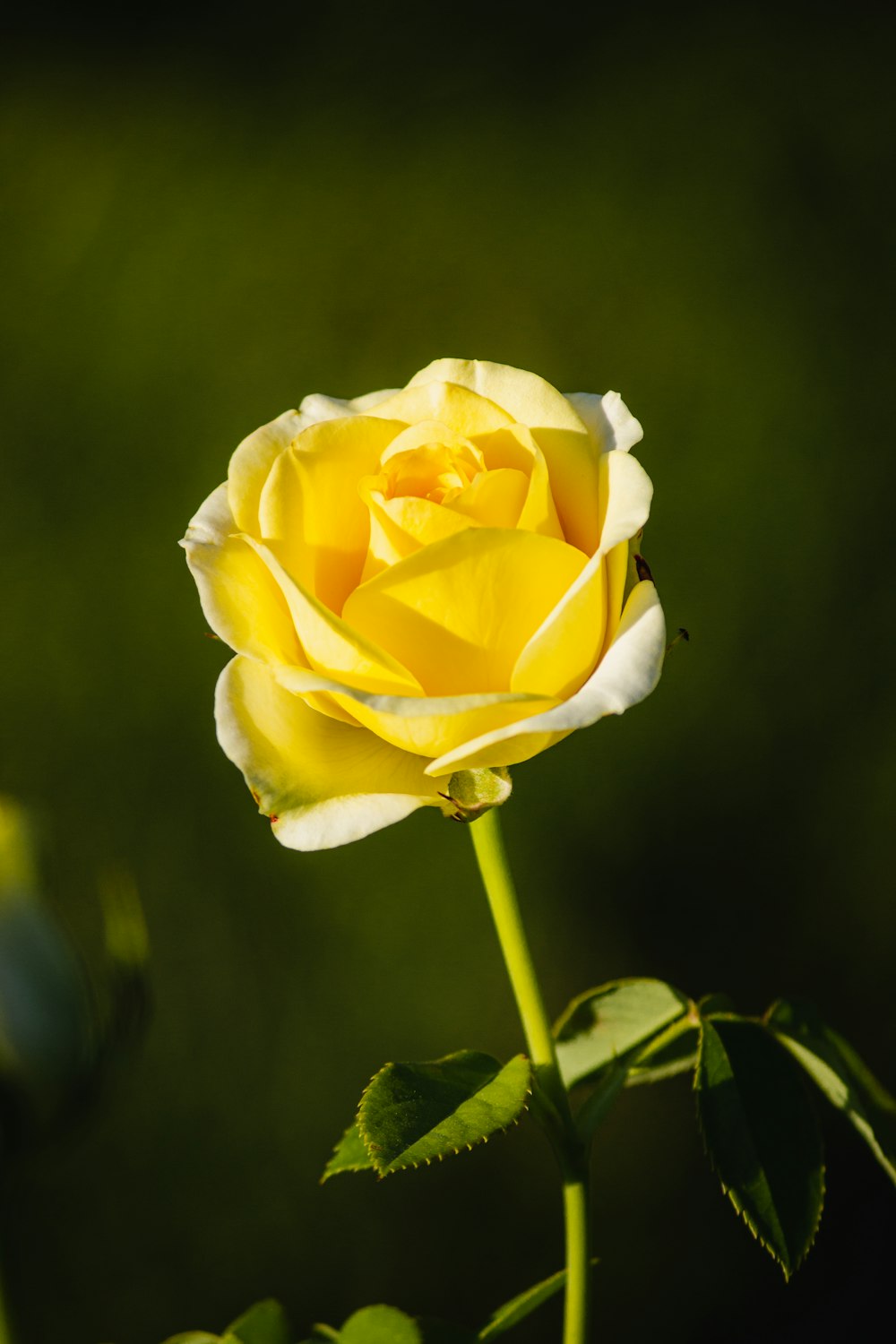 350+ Yellow Rose Pictures [HD] | Download Free Images on Unsplash