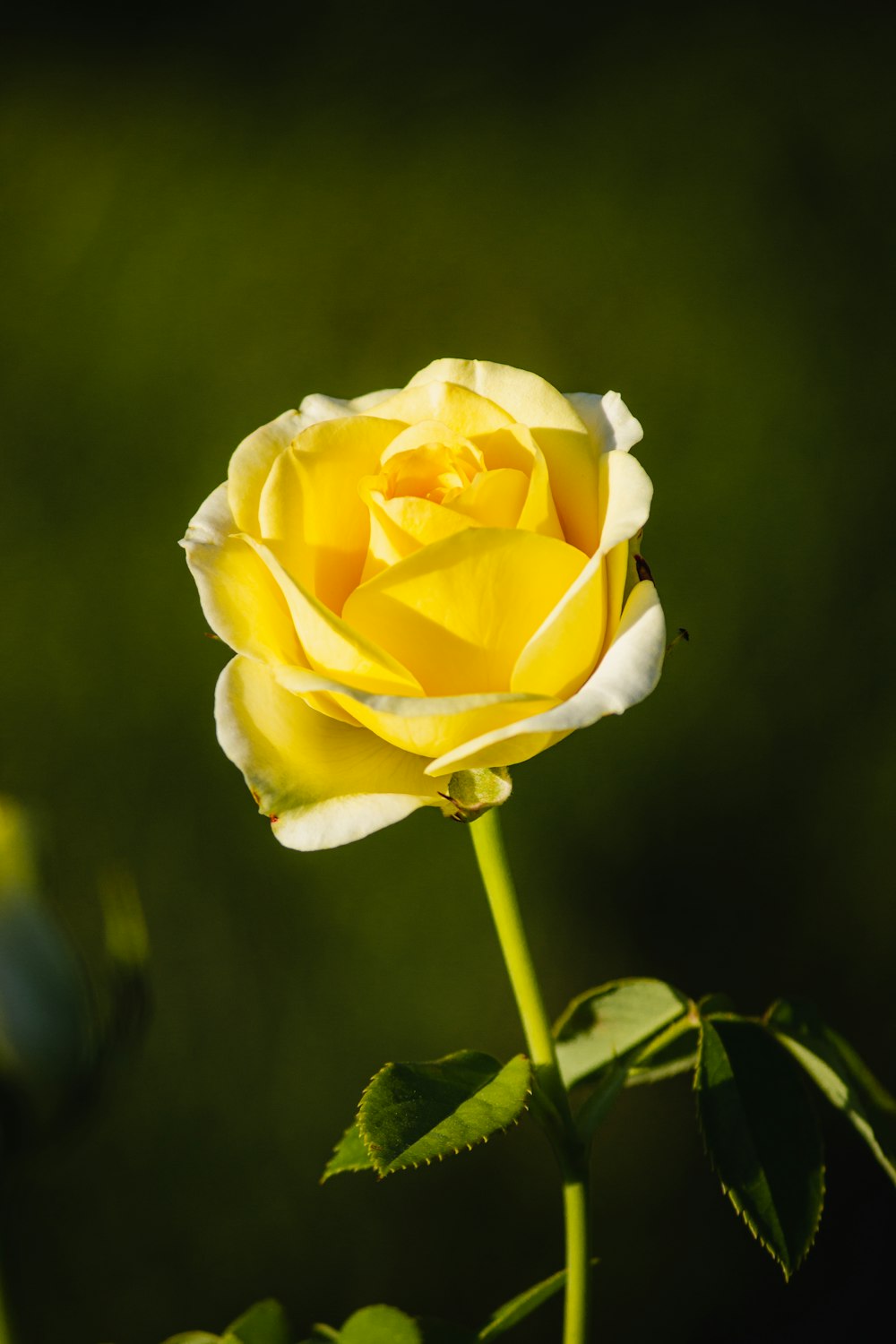 Gelbe Rose blüht tagsüber