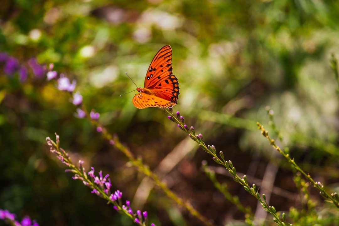 orange butterfly perched on purple flower in close up photography during daytime