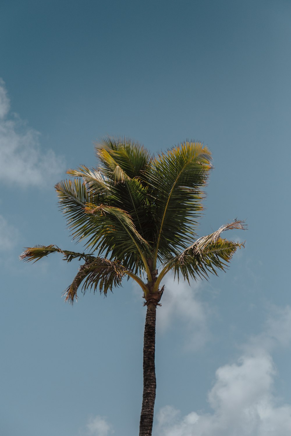 green palm tree under blue sky during daytime