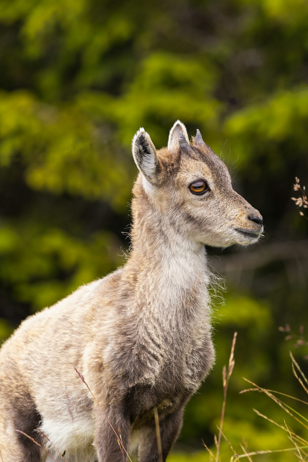 brown and white animal on green grass during daytime