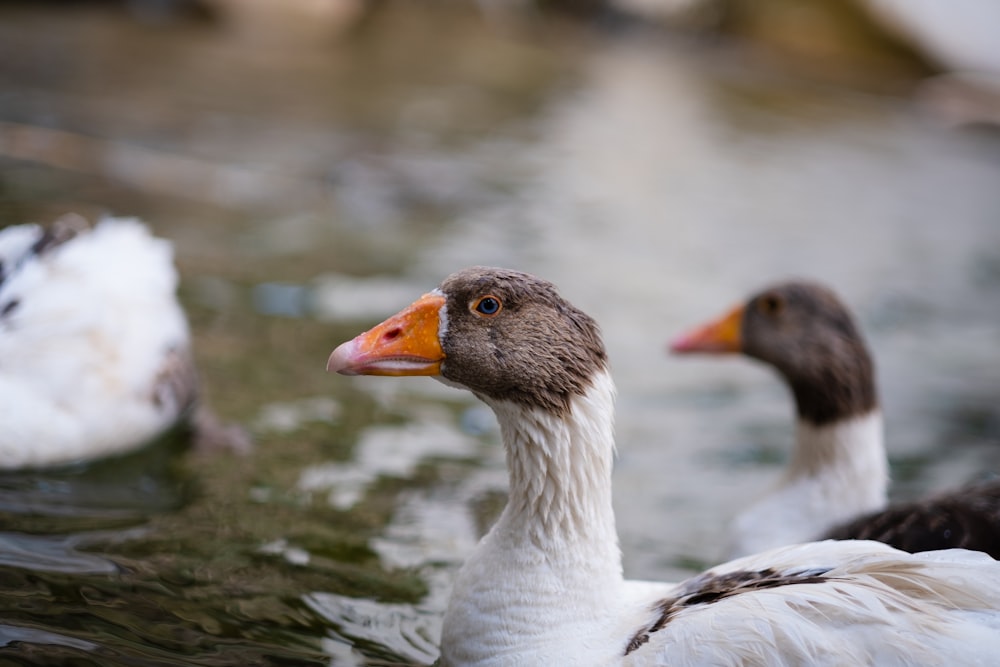 white duck on water during daytime