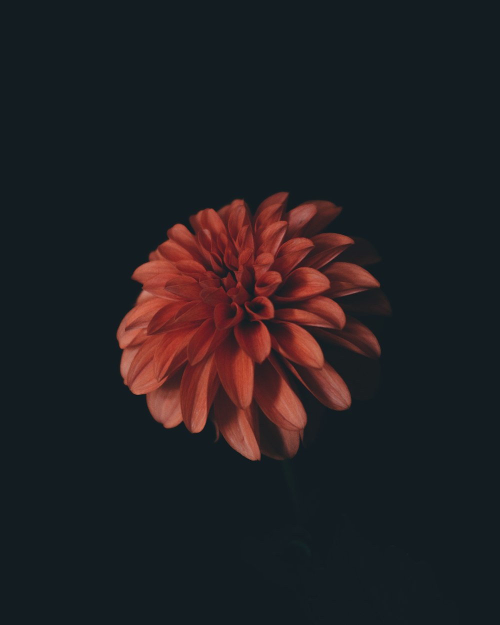 orange flower in black background