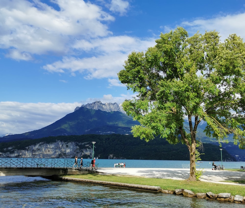 green tree near body of water during daytime