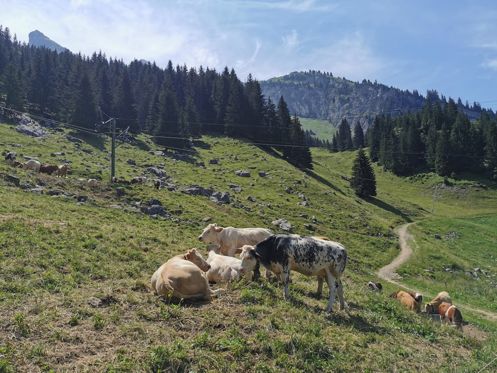 Kuhherde tagsüber auf grünem Grasfeld