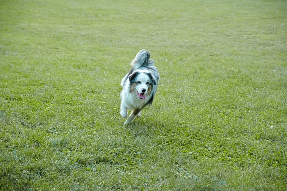 white and black long coated dog on green grass field during daytime