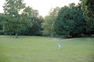 Outdoor garden with shaded spots and natural grass for dogs to explore.