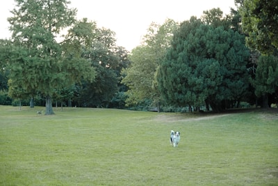 A local neighborhood park with clean grass and pets enjoying the space.