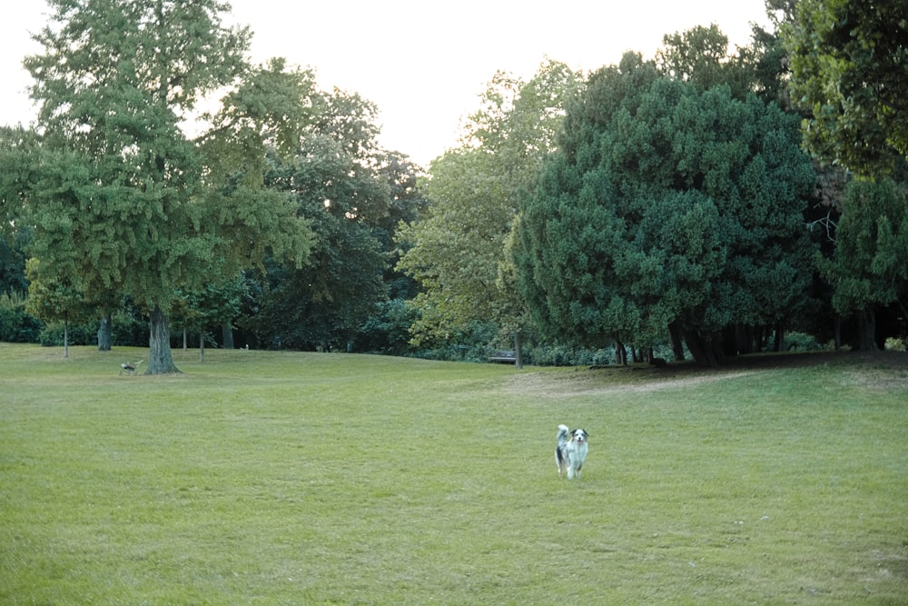 white and black short coated dog on green grass field during daytime