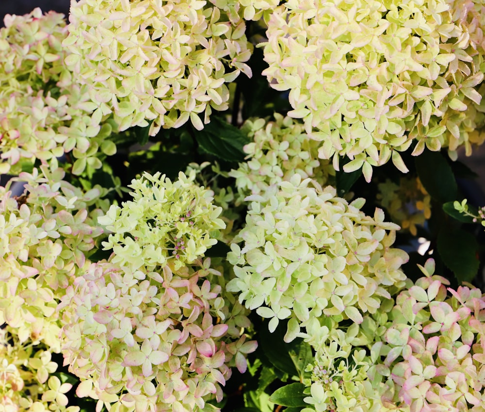 flores amarillas y rosadas durante el día