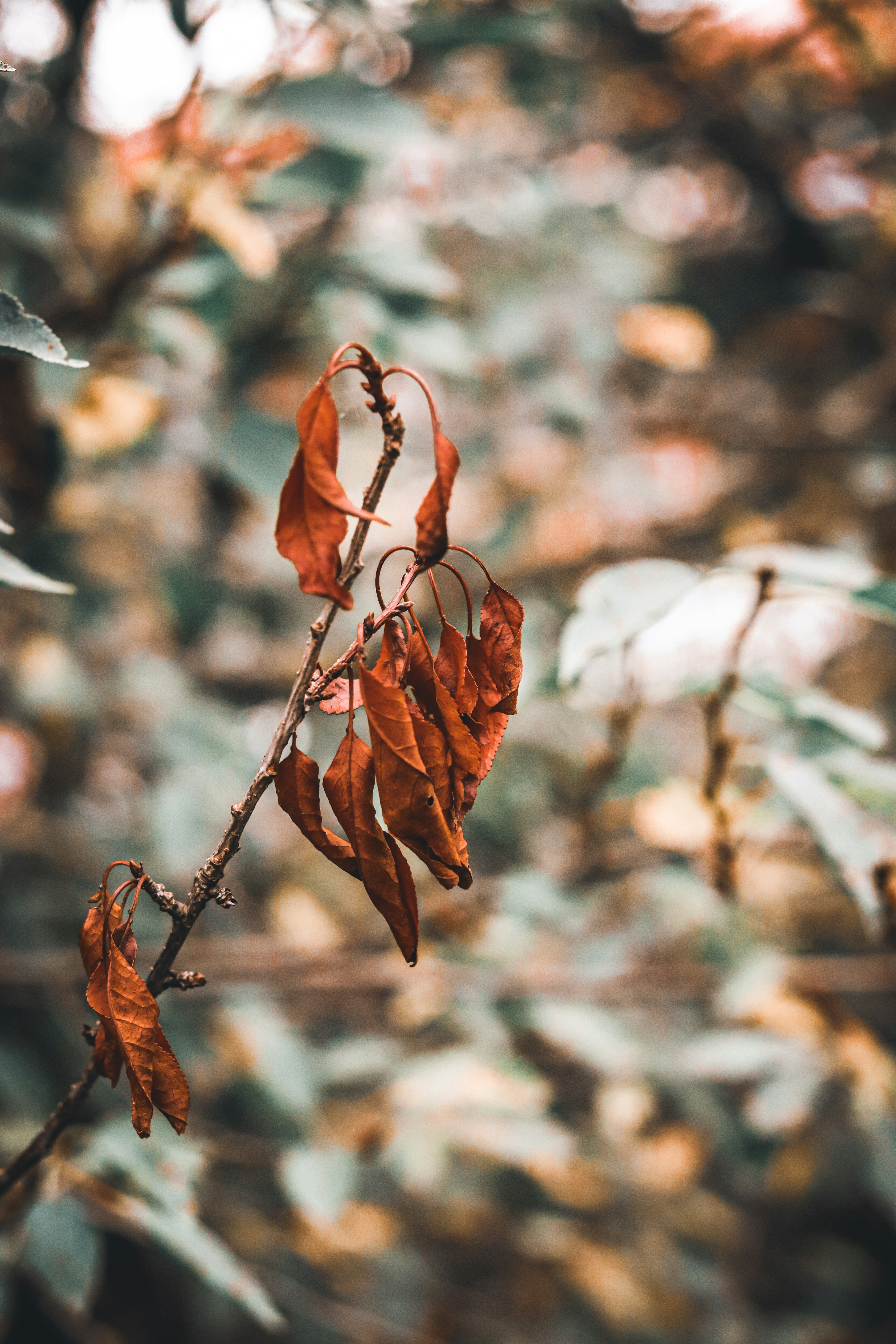 Photo by krisztian21