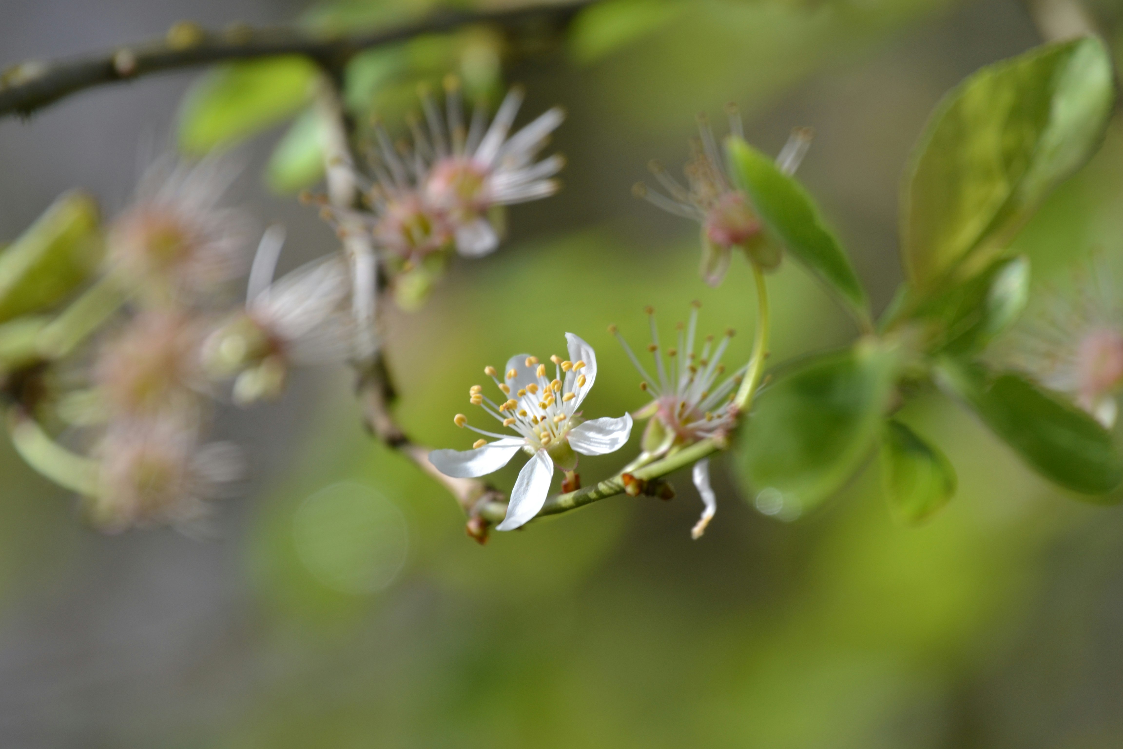 white flower buds in tilt shift lens