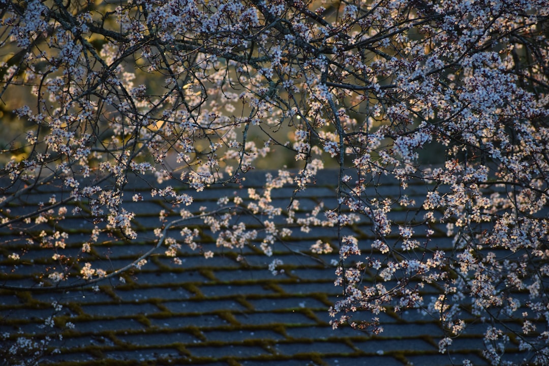 white cherry blossom tree during daytime