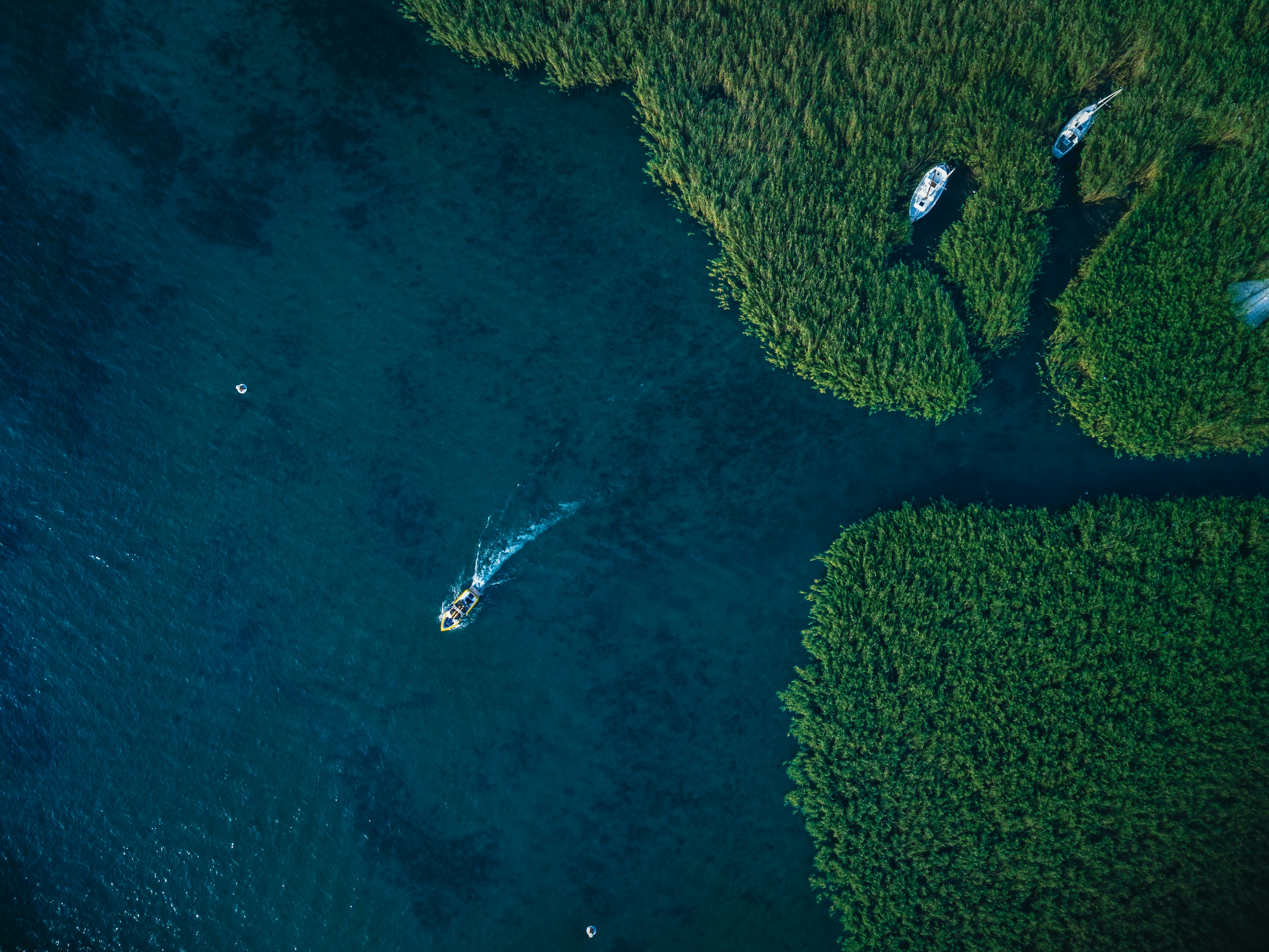 aerial view of green trees and body of water during daytime, 