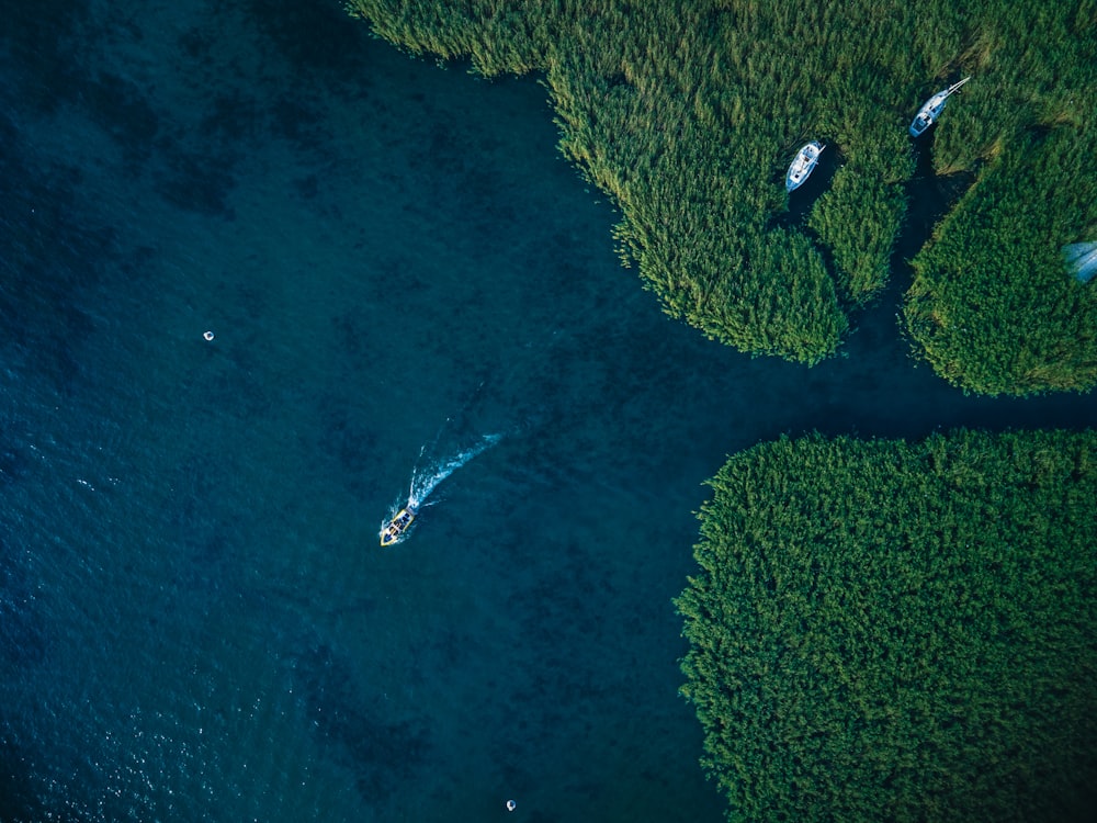 Veduta aerea di alberi verdi e specchio d'acqua durante il giorno