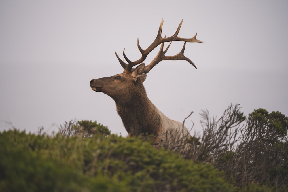 brown deer on green grass during daytime