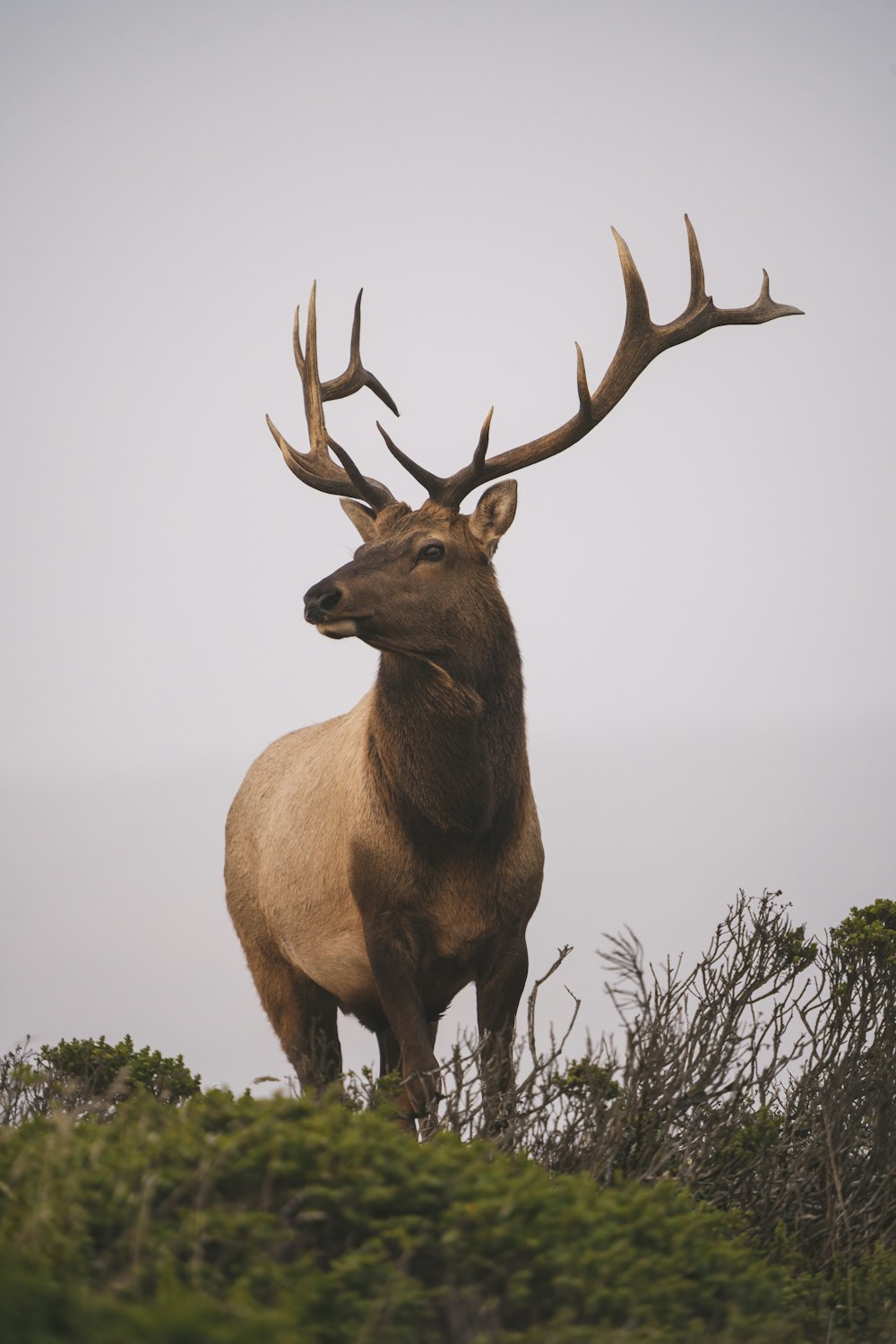 brown deer on green grass during daytime