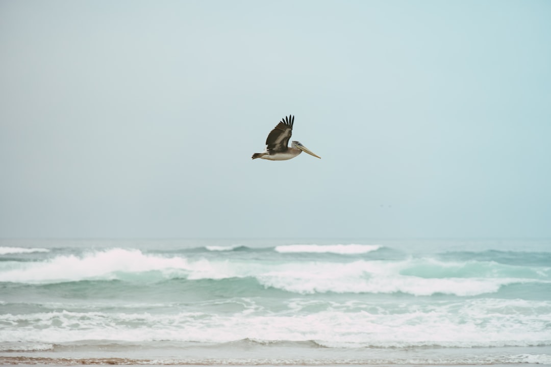 white and black bird flying over the sea during daytime