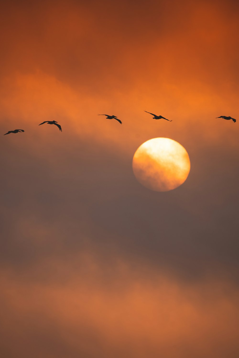 flock of birds flying under white clouds during daytime