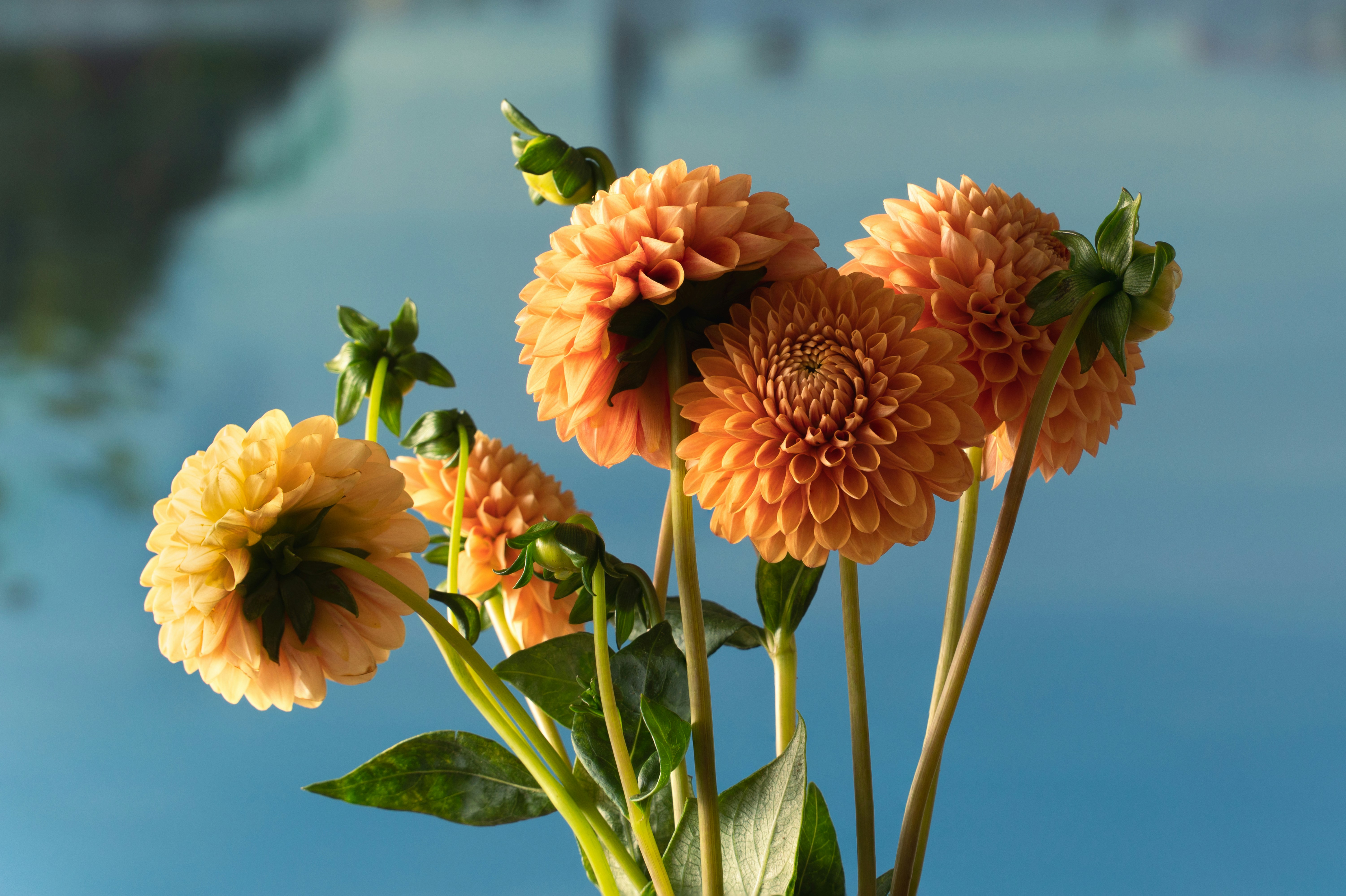 orange flowers in tilt shift lens