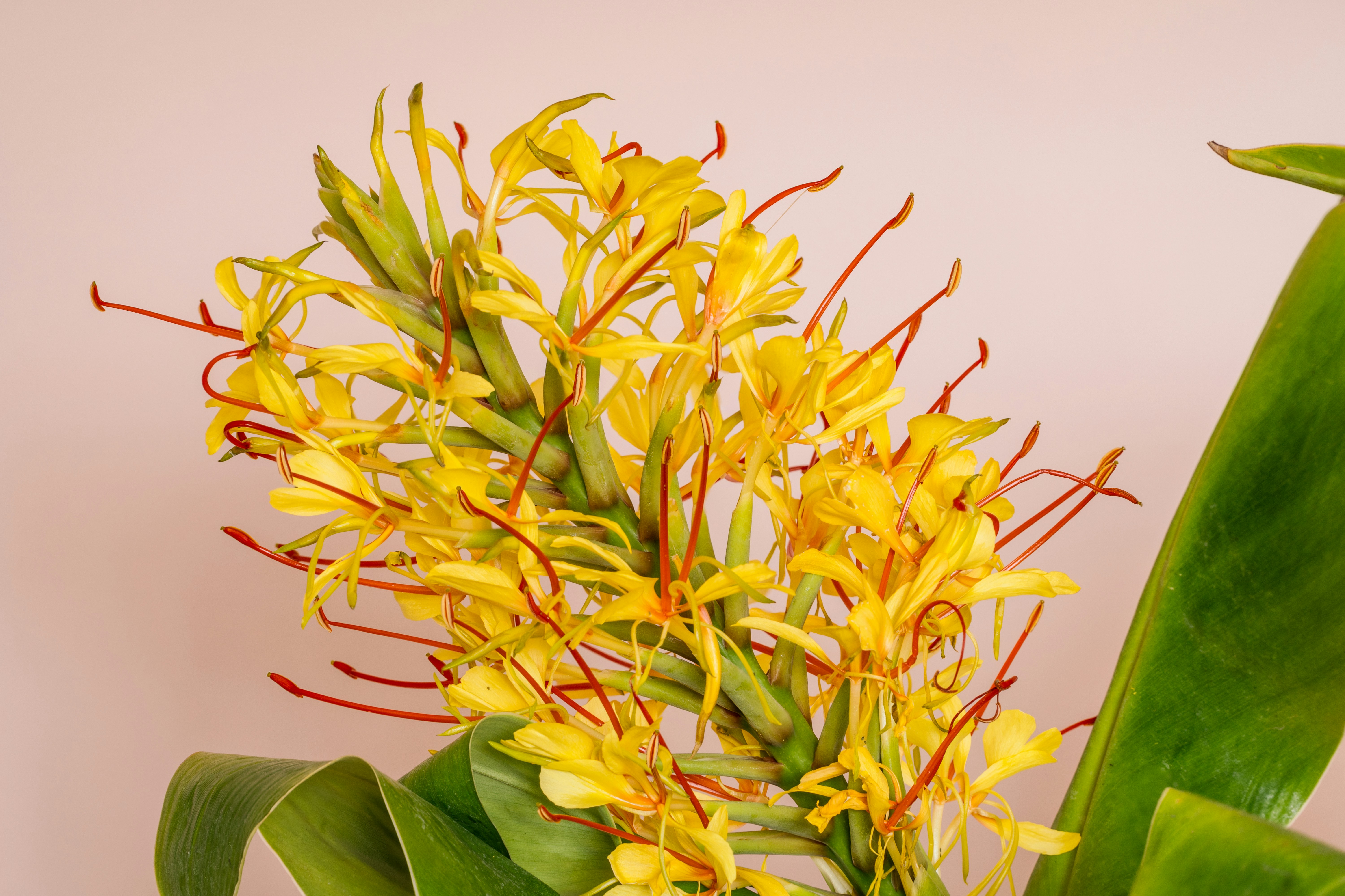 capullos florales amarillos y verdes