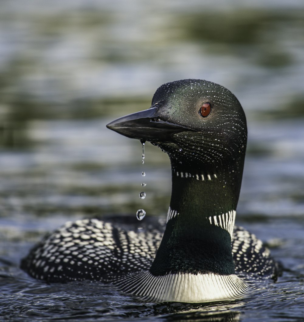 black and green duck on water