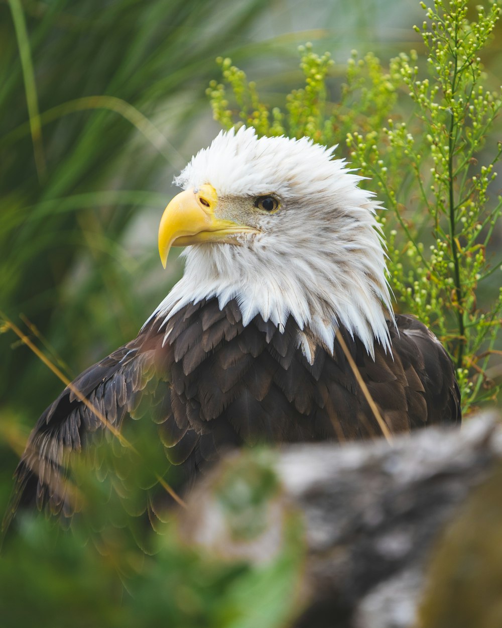 Schwarz-Weißer Adler auf Ast