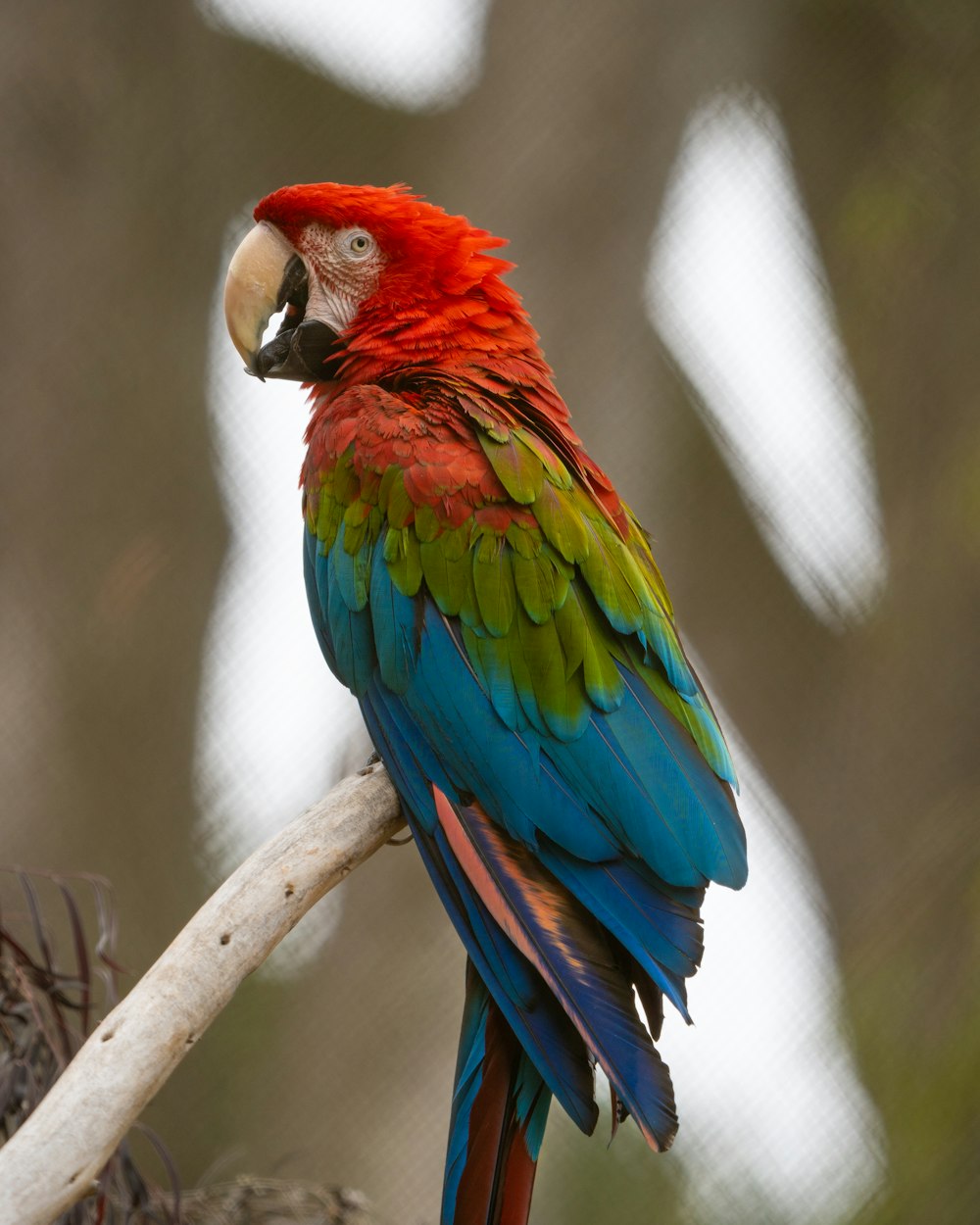 red green and blue parrot on brown tree branch