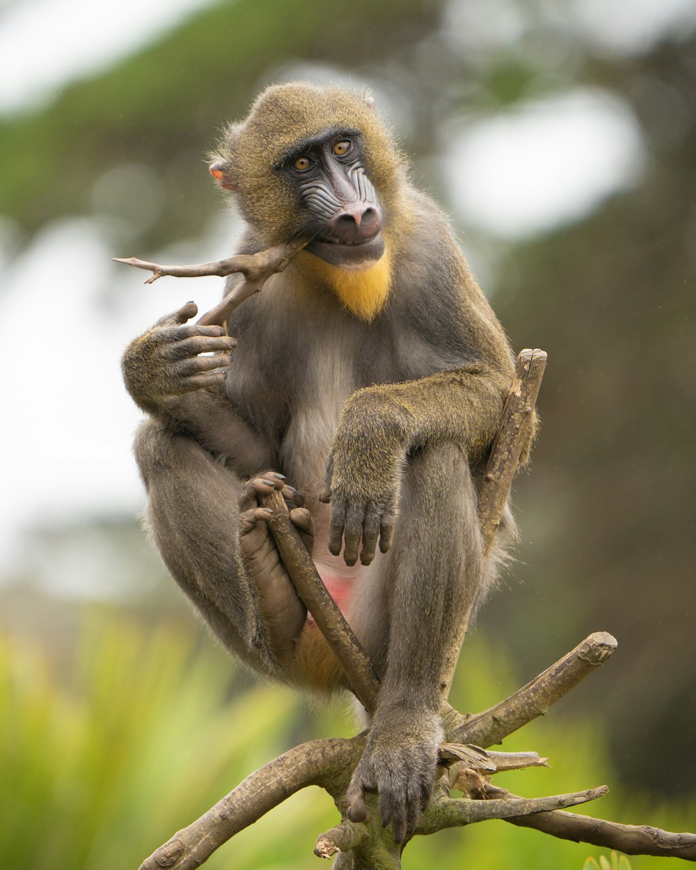 brown monkey on brown tree branch during daytime