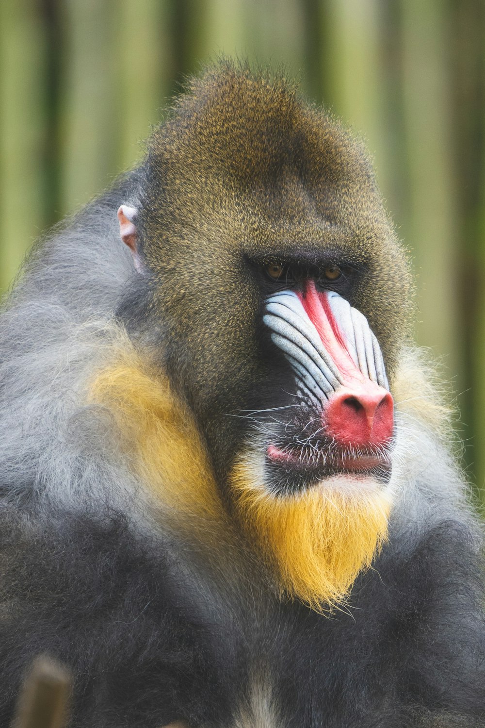 scimmia bianca e nera con gli occhi gialli