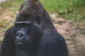 A large gorilla with dark fur sits against a backdrop of grass and dirt. The gorilla's expression is contemplative, with its head slightly tilted and eyes looking off into the distance.