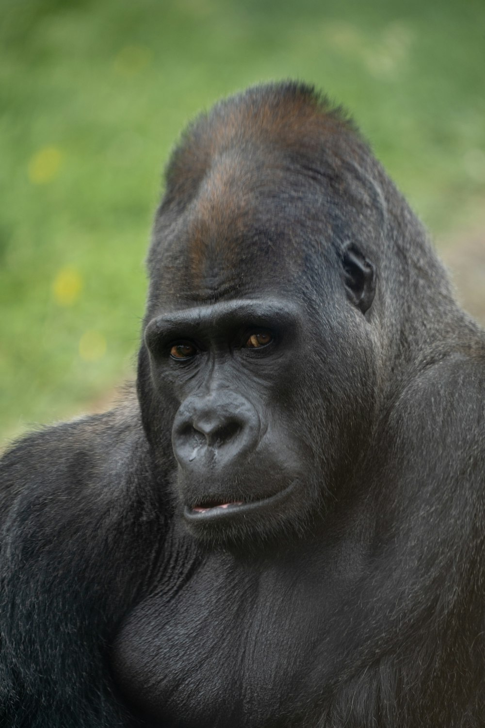 Schwarzer Gorilla in Nahaufnahmen tagsüber