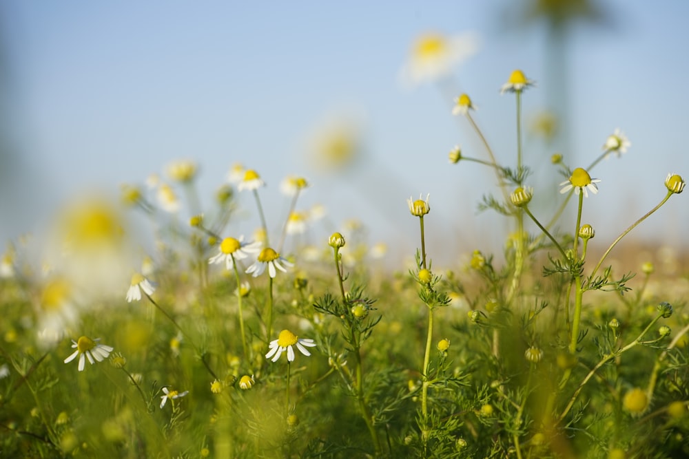 weiße und gelbe Blüten unter blauem Himmel tagsüber