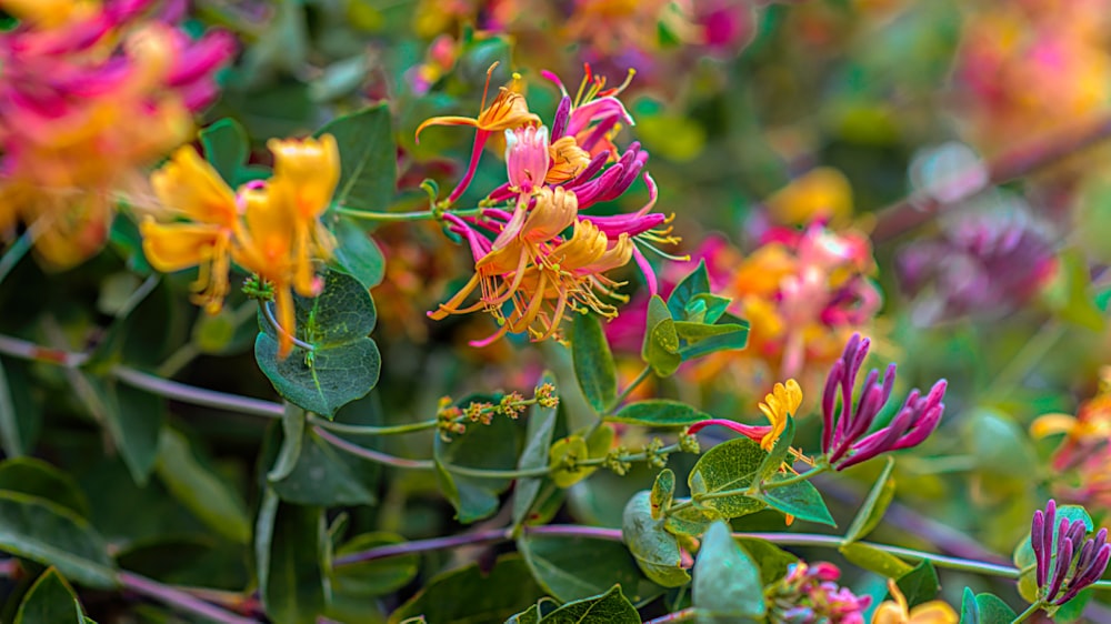 yellow and pink flower in tilt shift lens