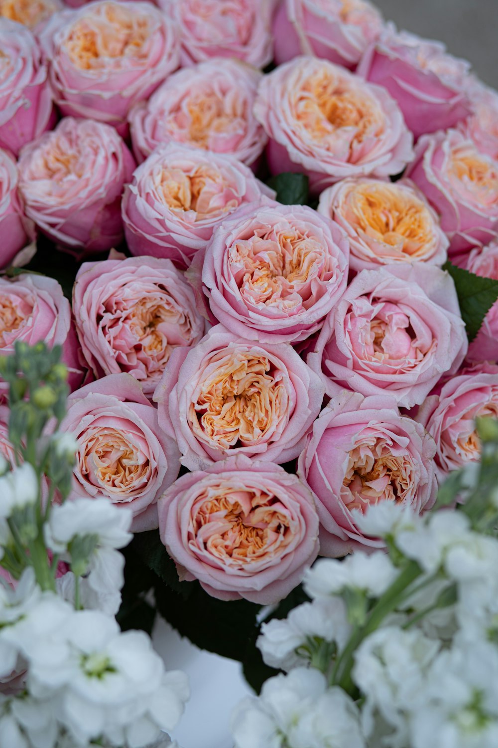 pink and white roses in bloom